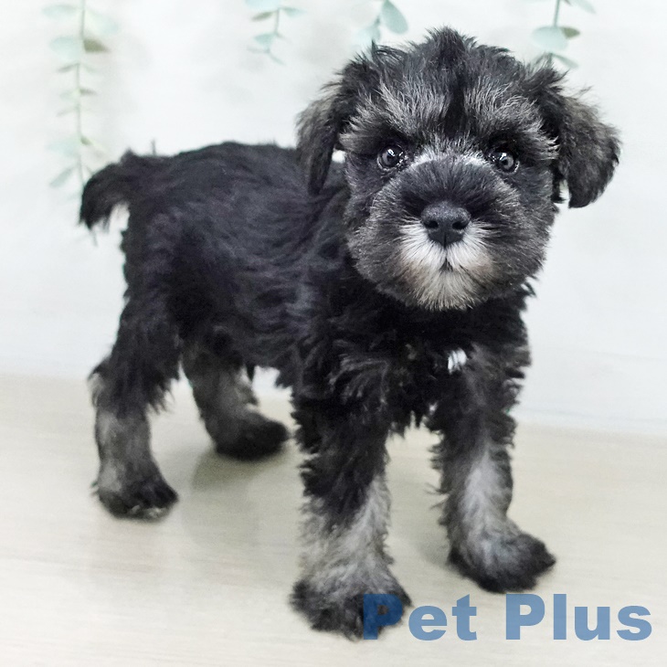 茨城県のミニチュアシュナウザー (ペットプラス つくば店/2025年9月17日生まれ/男の子/ソルトペッパー)の子犬の1枚目の画像