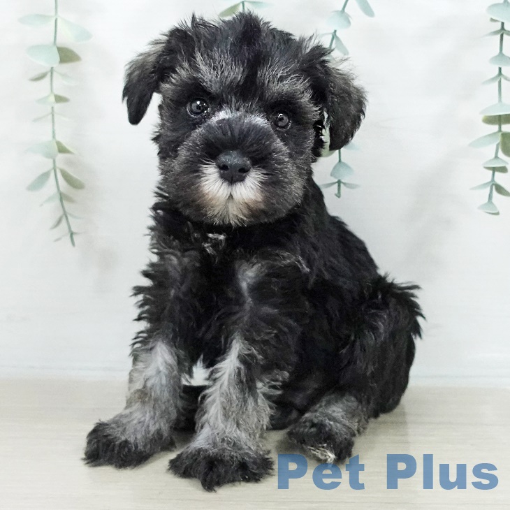 茨城県のミニチュアシュナウザー (ペットプラス つくば店/2025年9月17日生まれ/男の子/ソルトペッパー)の子犬の2枚目の画像