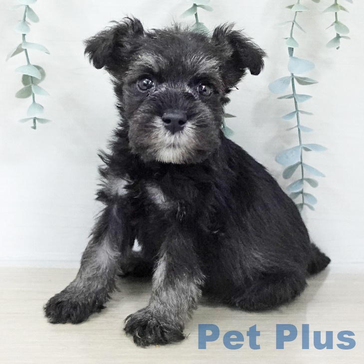 ミニチュア・シュナウザー