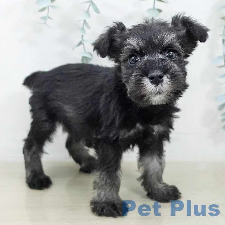 ミニチュア・シュナウザー