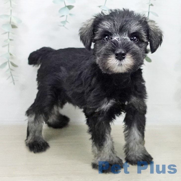 埼玉県のミニチュアシュナウザー (ペットプラス ららぽーと富士見店/2025年9月17日生まれ/女の子/ソルトペッパー)の子犬の1枚目の画像