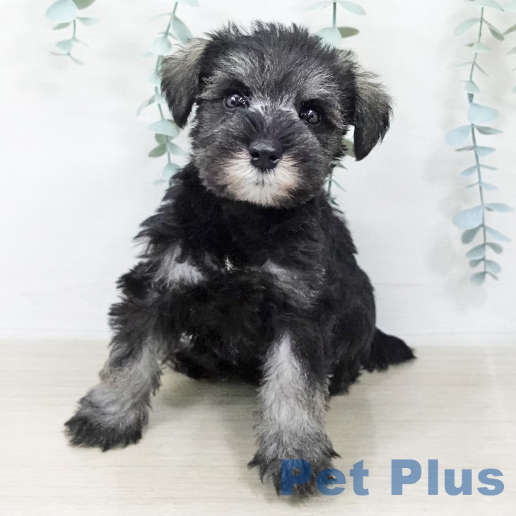 埼玉県のミニチュアシュナウザー (ペットプラス ららぽーと富士見店/2025年9月17日生まれ/女の子/ソルトペッパー)の子犬の2枚目の画像