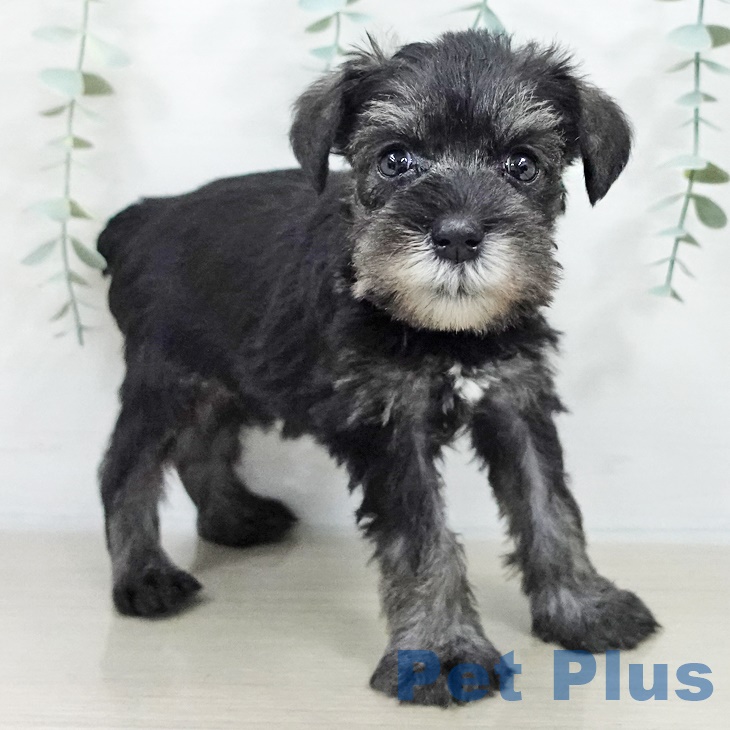 ミニチュア・シュナウザーの写真2