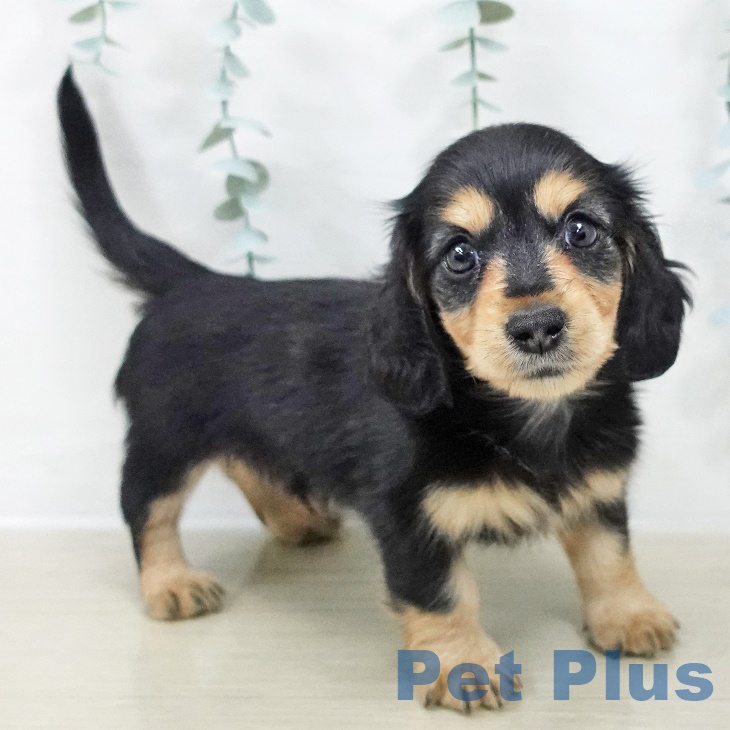 カニーンヘン・ダックスフンドの写真2