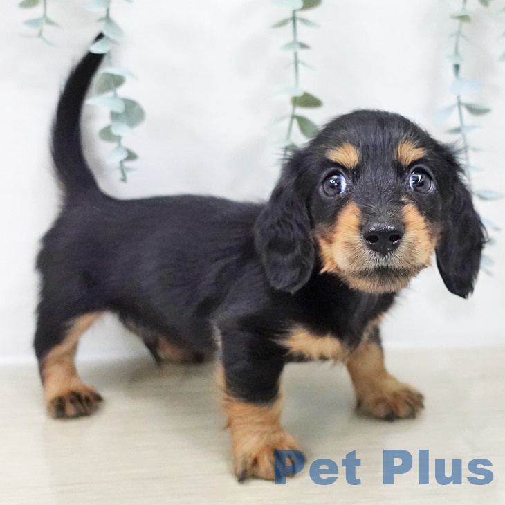 千葉県のカニンヘンダックスフンド(ロング) (ペットプラス ユーカリが丘店/2025年9月22日生まれ/男の子/ブラックタン)の子犬の1枚目の画像
