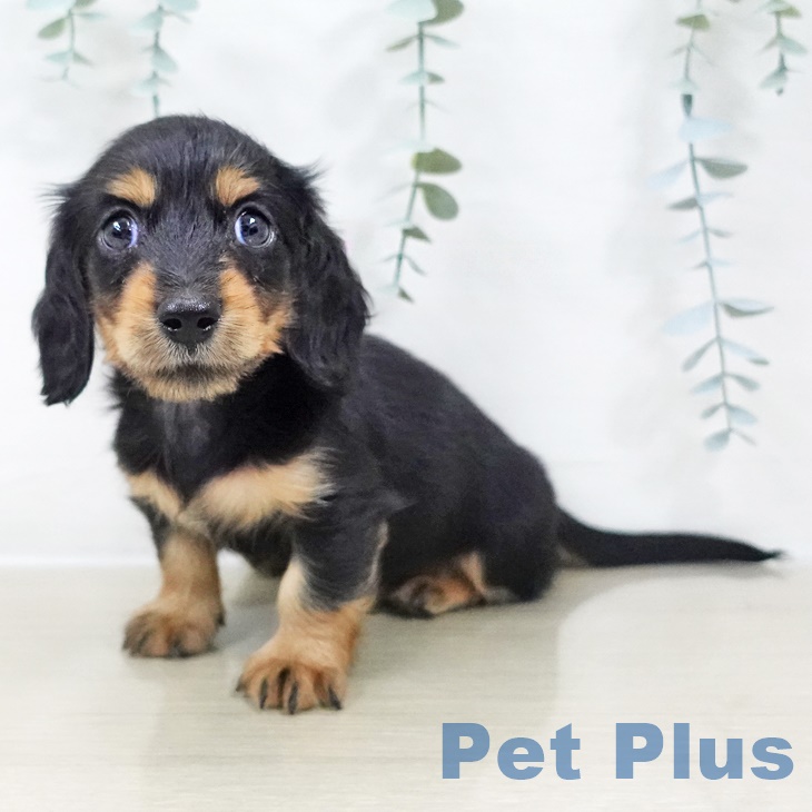 千葉県のカニンヘンダックスフンド(ロング) (ペットプラス ユーカリが丘店/2025年9月22日生まれ/男の子/ブラックタン)の子犬の2枚目の画像