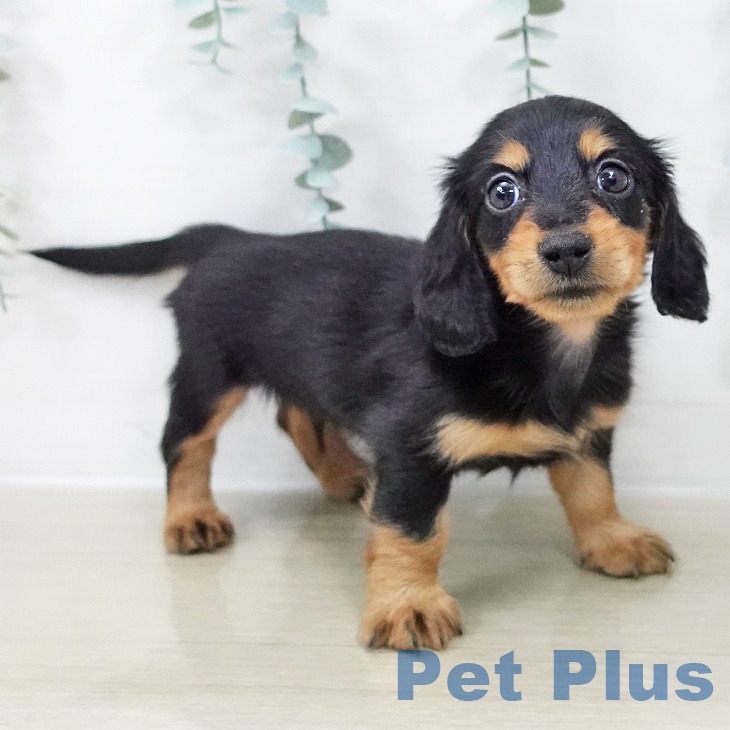 東京都のカニンヘンダックスフンド(ロング) (ペットプラス むさし村山店/2025年9月22日生まれ/男の子/ブラックタン)の子犬の1枚目の画像
