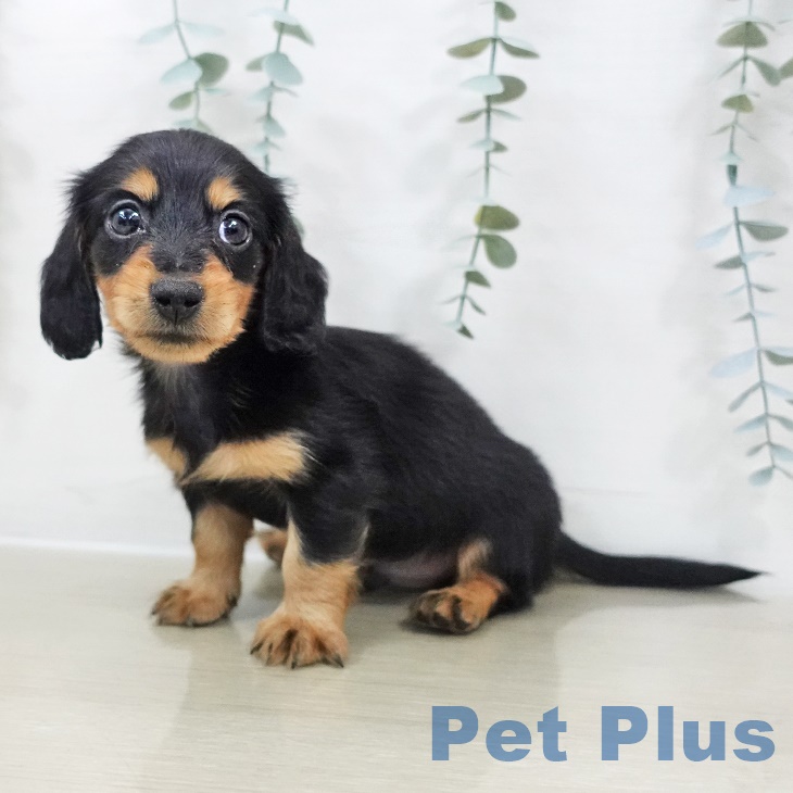 東京都のカニンヘンダックスフンド(ロング) (ペットプラス むさし村山店/2025年9月22日生まれ/男の子/ブラックタン)の子犬の2枚目の画像