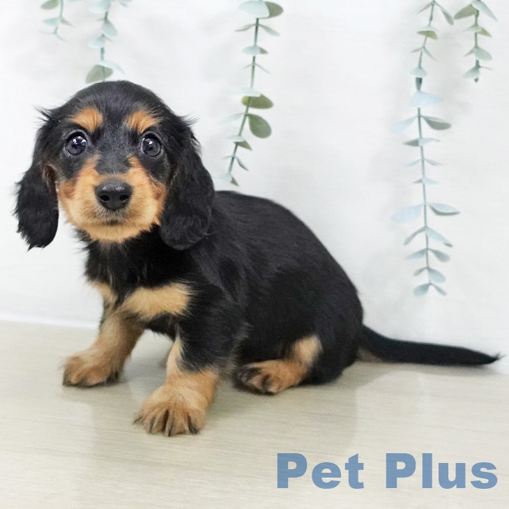 埼玉県のカニンヘンダックスフンド(ロング) (ペットプラス ららぽーと新三郷店/2025年9月22日生まれ/女の子/ブラックタン)の子犬