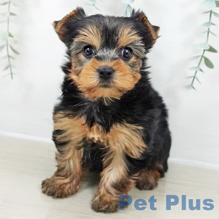 千葉県のヨークシャーテリア (ペットプラス 幕張新都心店/2025年9月21日生まれ/女の子/スチールブルータン)の子犬の1枚目の画像