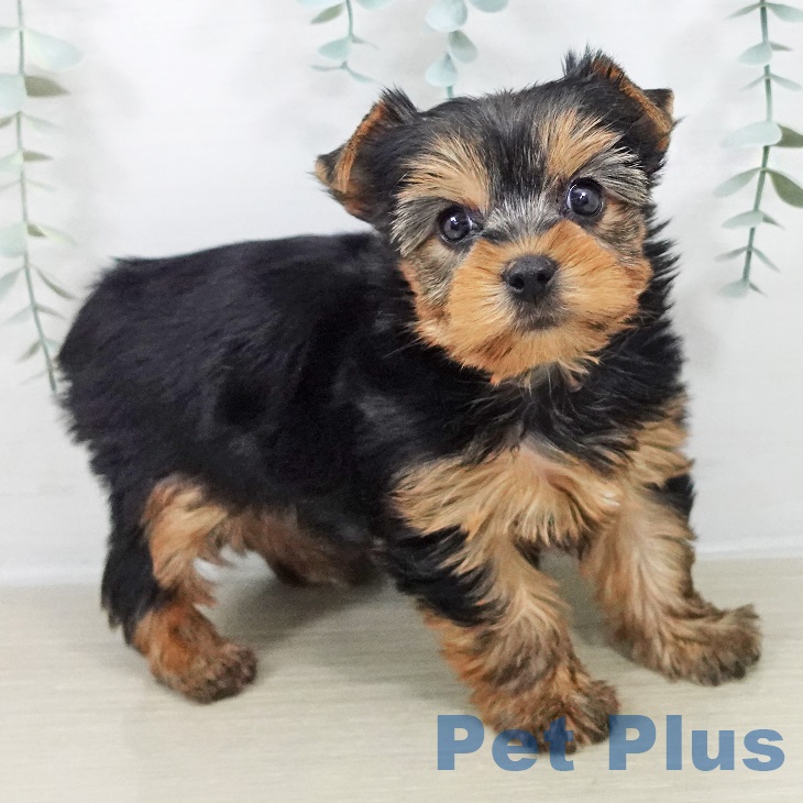 千葉県のヨークシャーテリア (ペットプラス 幕張新都心店/2025年9月21日生まれ/女の子/スチールブルータン)の子犬の2枚目の画像