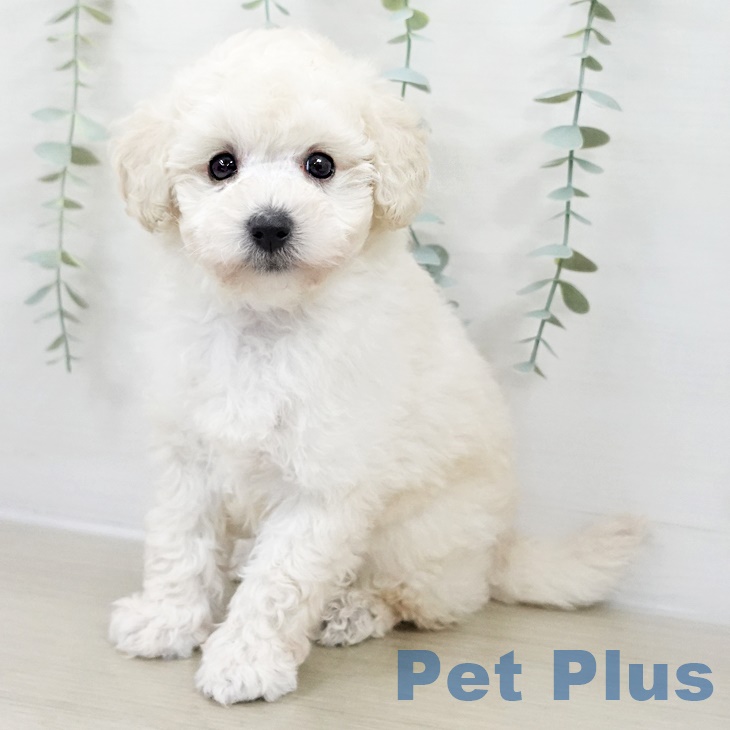 トイ・プードル