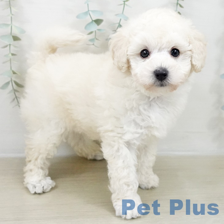 トイ・プードルの写真2