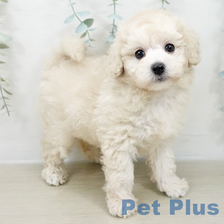 トイ・プードル