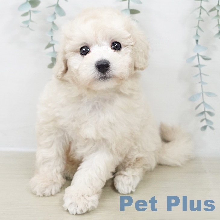 トイ・プードルの写真2