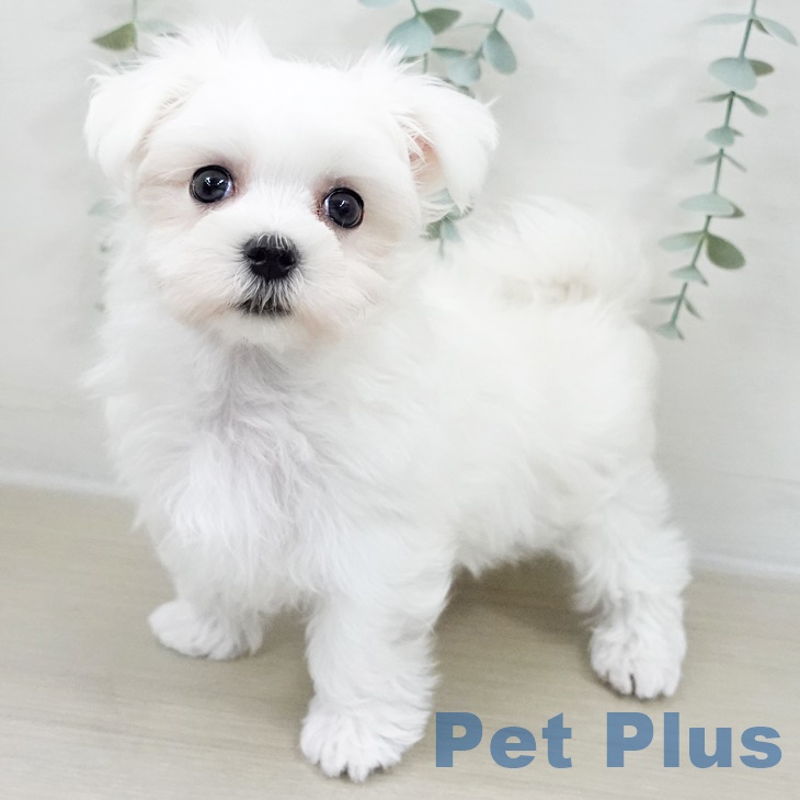 マルチーズの写真2