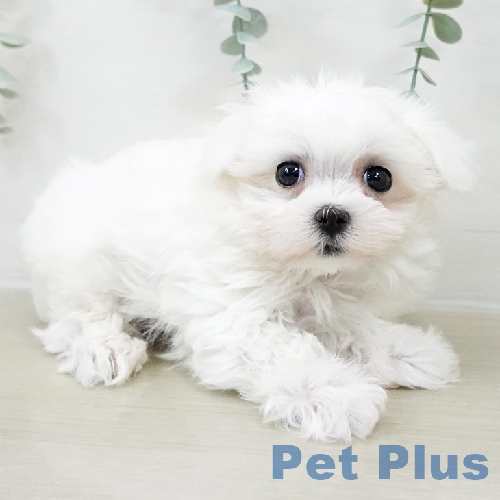 マルチーズの写真2