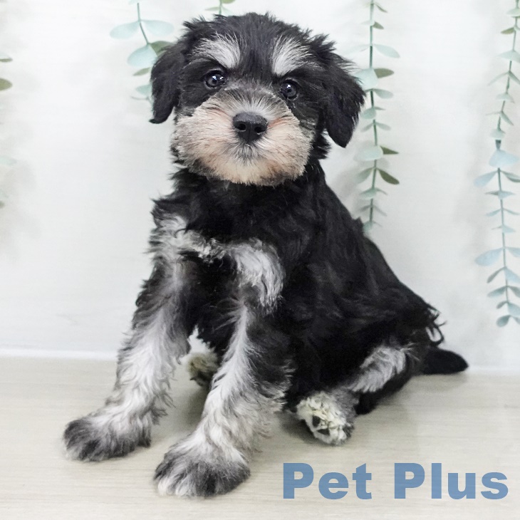 ミニチュア・シュナウザー