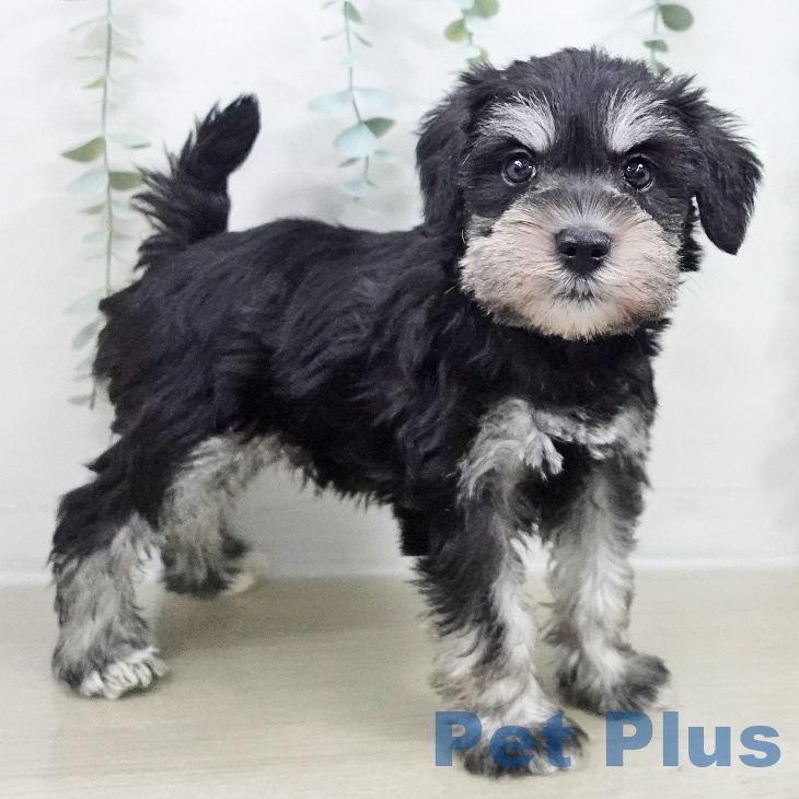 ミニチュア・シュナウザー