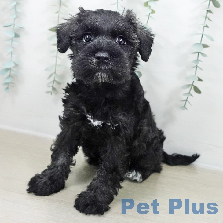 岩手県のミニチュアシュナウザー (ペットプラス 盛岡南店/2025年9月21日生まれ/女の子/ソルトペッパー)の子犬の1枚目の画像