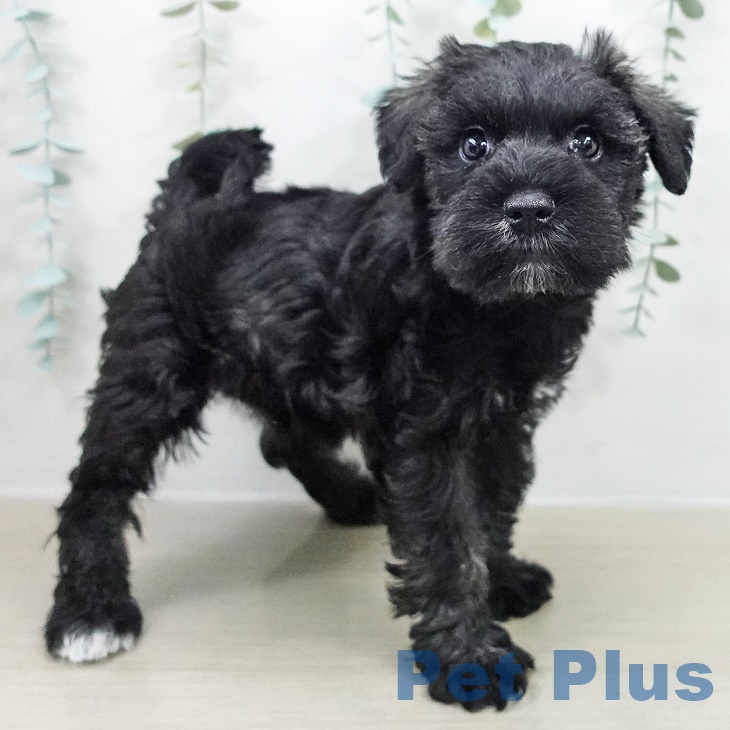 岩手県のミニチュアシュナウザー (ペットプラス 盛岡南店/2025年9月21日生まれ/女の子/ソルトペッパー)の子犬の2枚目の画像