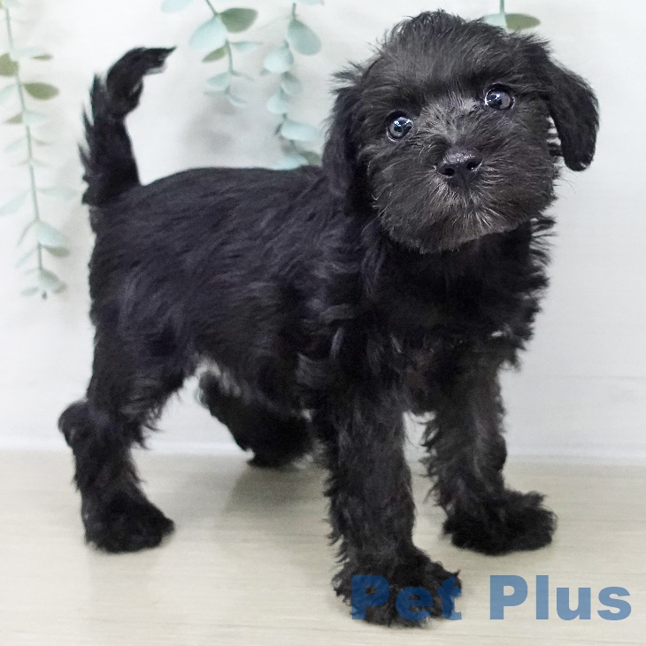 ミニチュア・シュナウザー