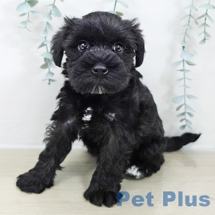 ミニチュア・シュナウザー