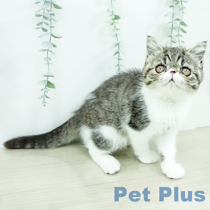 千葉県のエキゾチック (ペットプラス 幕張新都心店/2025年9月17日生まれ/女の子/ブラウンタビーホワイト)の子猫の1枚目の画像