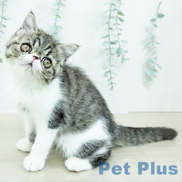 千葉県のエキゾチック (ペットプラス 幕張新都心店/2025年9月17日生まれ/女の子/ブラウンタビーホワイト)の子猫の2枚目の画像