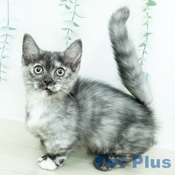 宮城県のマンチカン (ペットプラス 仙台泉大沢店/2025年9月17日生まれ/女の子/トーティーシェル)の子猫の1枚目の画像