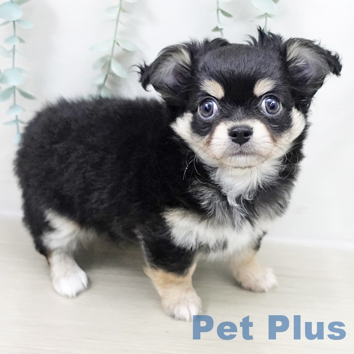 岩手県のチワワ(ロング) (ペットプラス 盛岡南店/2025年9月24日生まれ/男の子/ブラックタンホワイト)の子犬の1枚目の画像