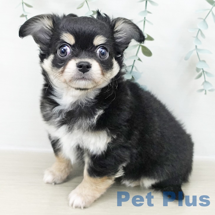 岩手県のチワワ(ロング) (ペットプラス 盛岡南店/2025年9月24日生まれ/男の子/ブラックタンホワイト)の子犬の2枚目の画像