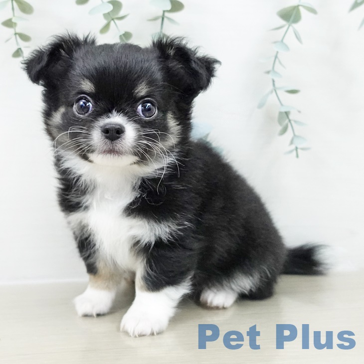 埼玉県のチワワ(ロング) (ペットプラス コクーンシティ店/2025年9月24日生まれ/男の子/ブラックタンホワイト)の子犬