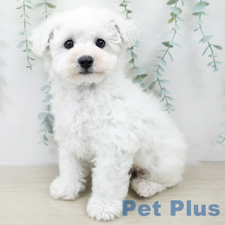 茨城県のビションフリーゼ (ペッツワン 阿見店/2025年9月21日生まれ/男の子/ホワイト)の子犬の1枚目の画像