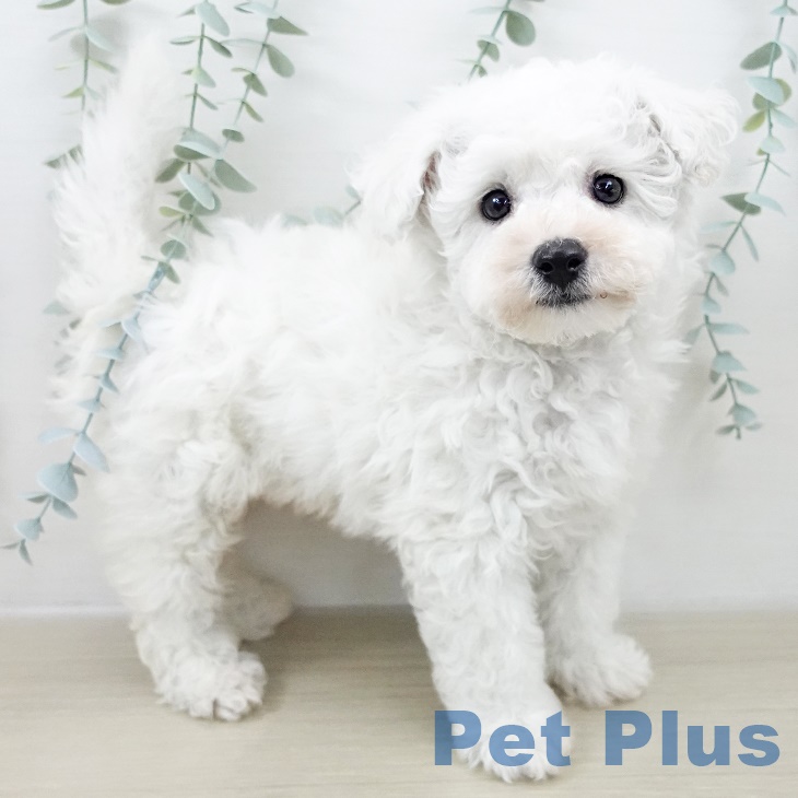 茨城県のビションフリーゼ (ペッツワン 阿見店/2025年9月21日生まれ/男の子/ホワイト)の子犬の2枚目の画像