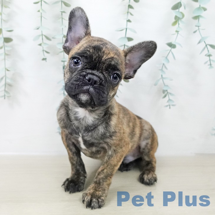 東京都のフレンチブルドッグ (ペットプラス むさし村山店/2025年9月3日生まれ/男の子/ブリンドル)の子犬の1枚目の画像