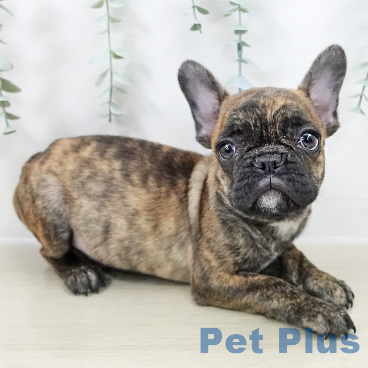 東京都のフレンチブルドッグ (ペットプラス むさし村山店/2025年9月3日生まれ/男の子/ブリンドル)の子犬の2枚目の画像