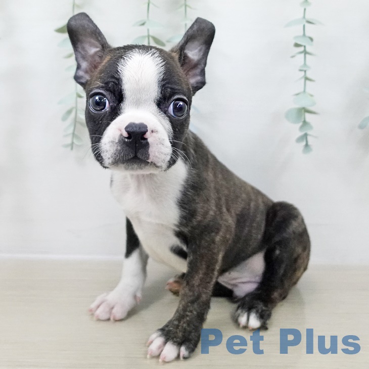 山梨県のボストンテリア (ペットプラス 甲府昭和店/2025年9月12日生まれ/男の子/ブリンドルホワイト)の子犬の1枚目の画像