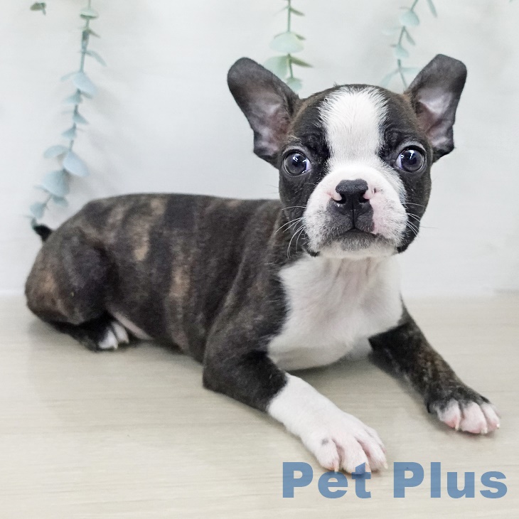 山梨県のボストンテリア (ペットプラス 甲府昭和店/2025年9月12日生まれ/男の子/ブリンドルホワイト)の子犬の2枚目の画像