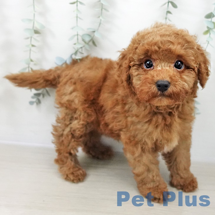 トイ・プードルの写真2