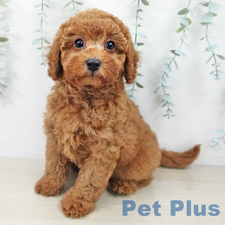 千葉県のトイプードル(トイ) (ペットプラス 木更津店/2025年9月24日生まれ/女の子/レッド)の子犬の1枚目の画像