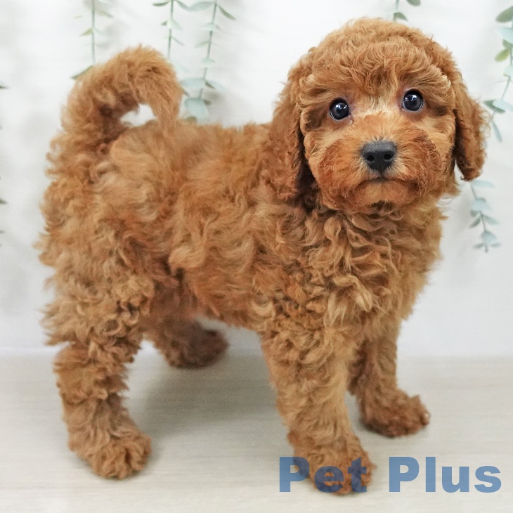 千葉県のトイプードル(トイ) (ペットプラス 木更津店/2025年9月24日生まれ/女の子/レッド)の子犬の2枚目の画像