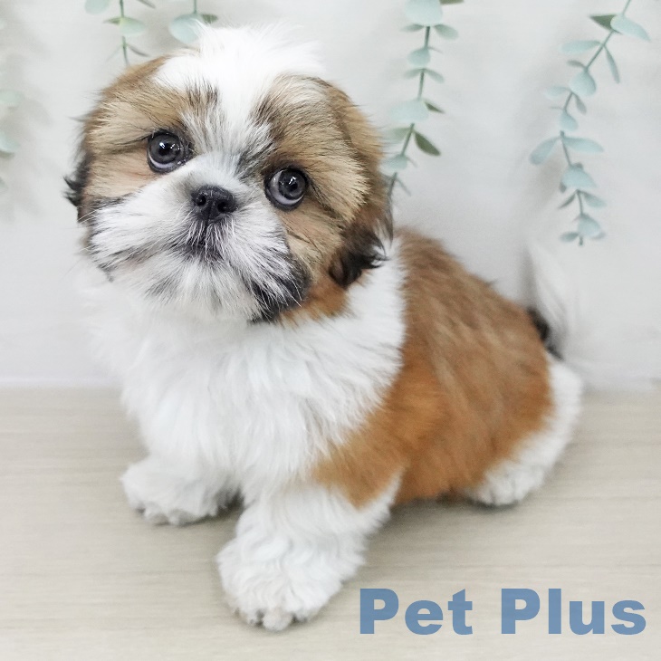 シー・ズーの写真2