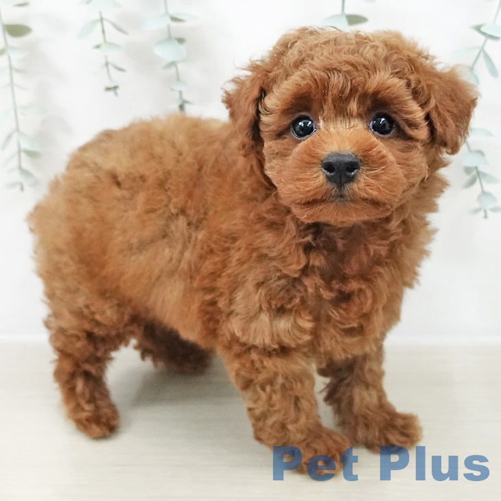 山形県のトイプードル(トイ) (ペットプラス 天童店/2025年9月24日生まれ/男の子/レッド)の子犬の1枚目の画像