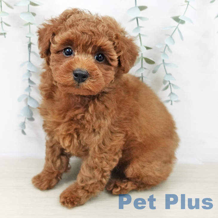 山形県のトイプードル(トイ) (ペットプラス 天童店/2025年9月24日生まれ/男の子/レッド)の子犬の2枚目の画像