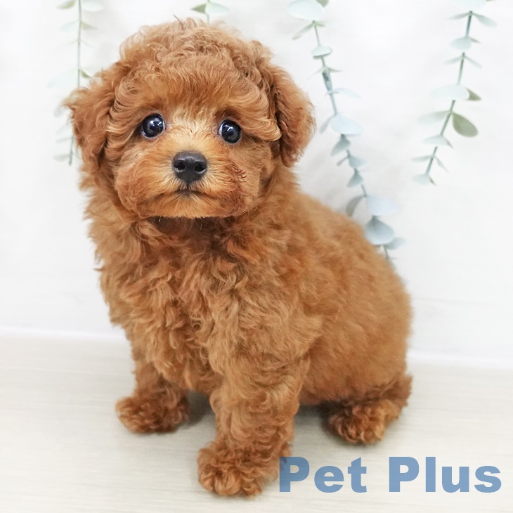 トイ・プードル