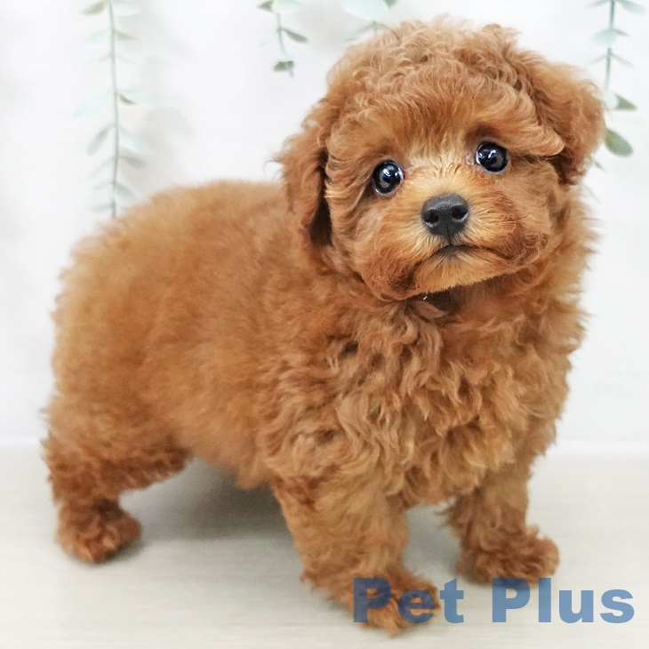 トイ・プードルの写真2