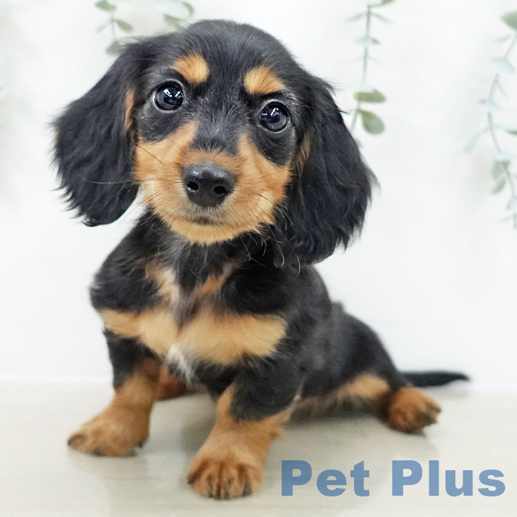 千葉県のミニチュアダックスフンド(ロング) (ペットプラス 幕張新都心店/2025年9月24日生まれ/男の子/ブラックタン)の子犬の1枚目の画像