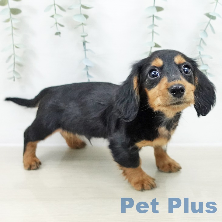 千葉県のミニチュアダックスフンド(ロング) (ペットプラス 幕張新都心店/2025年9月24日生まれ/男の子/ブラックタン)の子犬の2枚目の画像