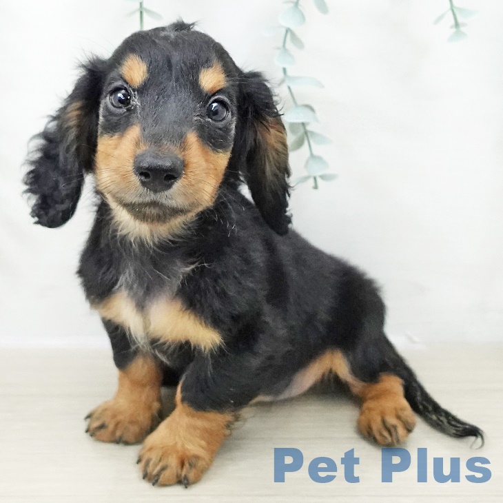 ミニチュア・ダックスフンド